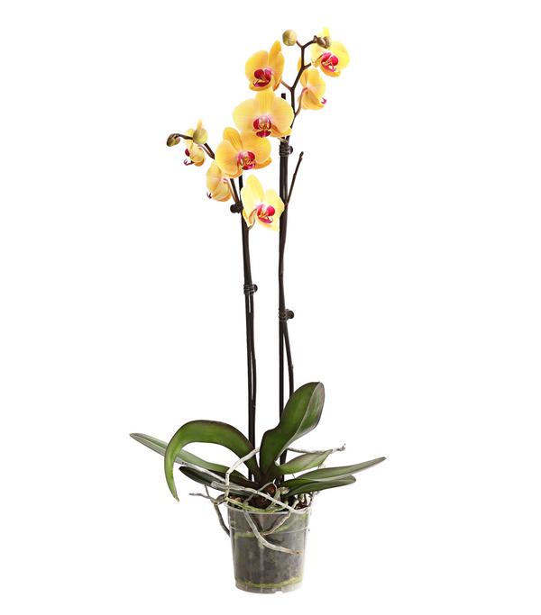 Schmetterlingsorchidee - Phalaenopsis