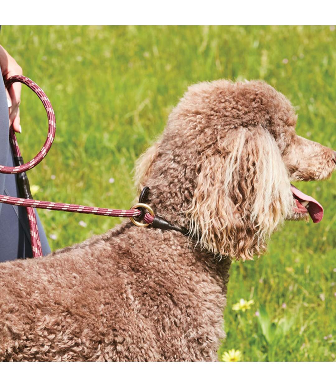 Weatherbeeta - Laisse - Chien (Rouge/ marron) (1.8 m) - UTWB1345