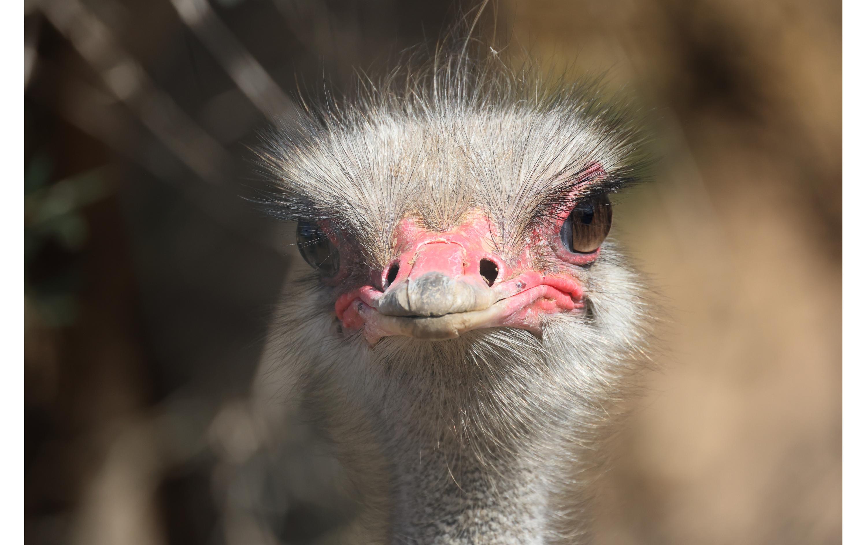 Festbrennweite RF 800mm F/11 IS STM – Canon RF<br>Canon RF-Objektiv für Reise- oder Wildlife-Fotografie