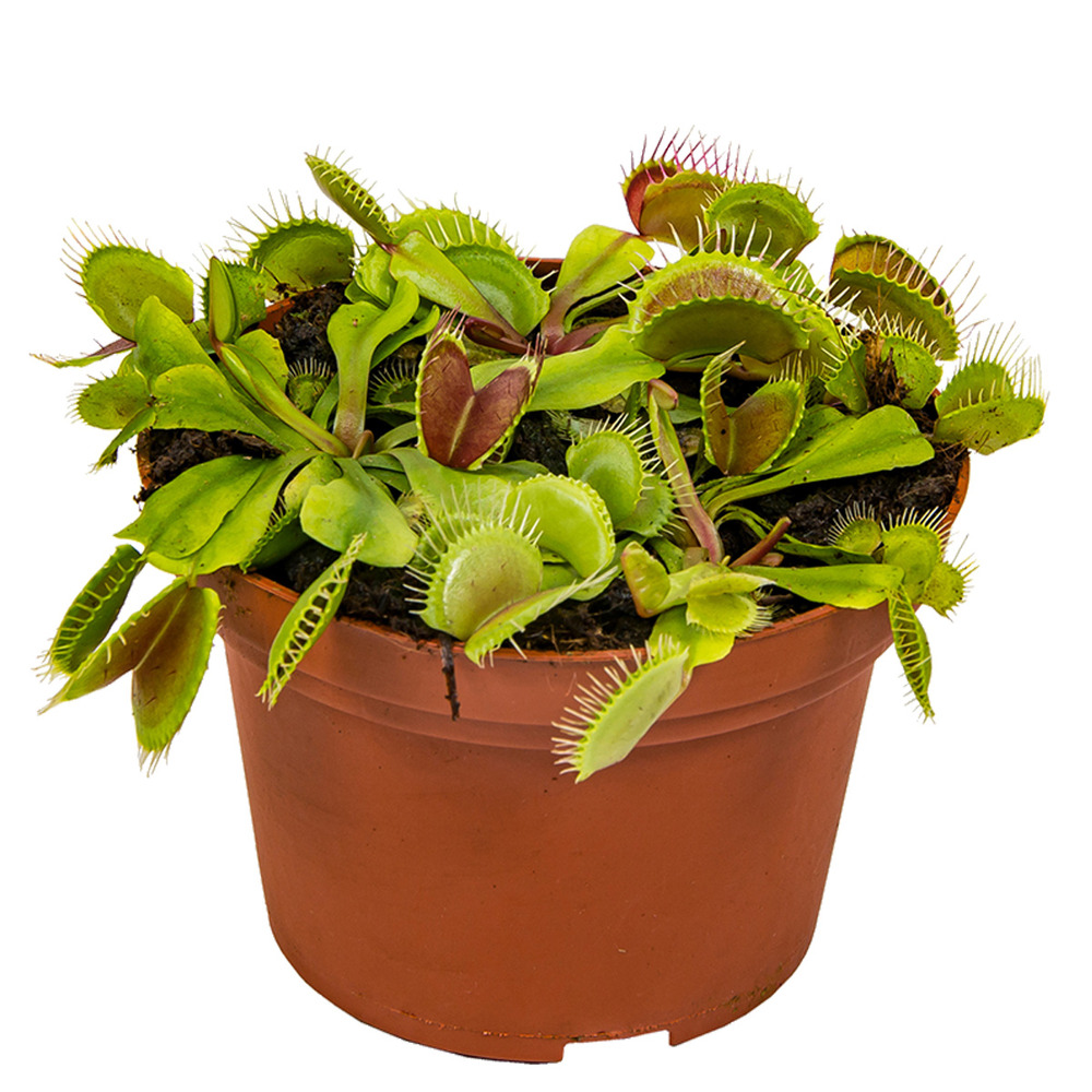 Dionaea muscipula – plante carnivore – peu d'entretien – ⌀12 cm – ↕10-15 cm