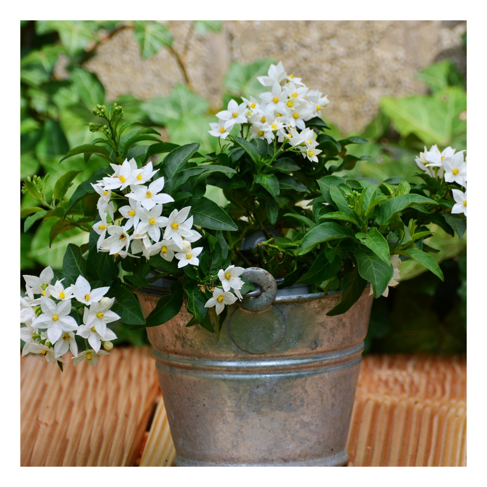 Morelle faux jasmin jasminoides alba/solanum jasminoïdes alba[-]pot de 3l - 60/120 cm