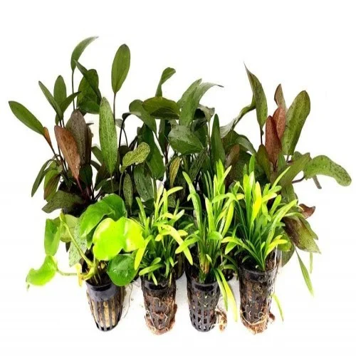 Kit para aquário amazônico com 15 plantas