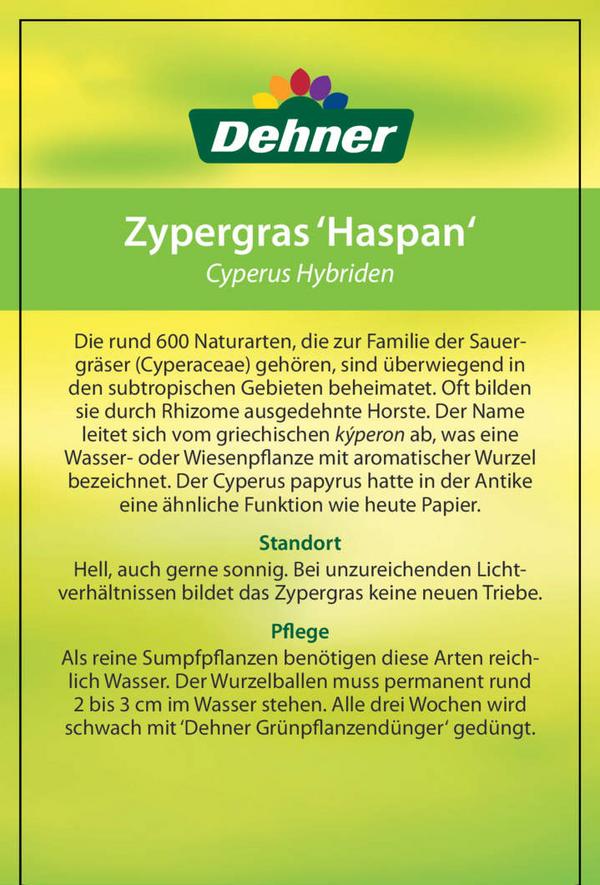 Zypergras - Cyperus haspan