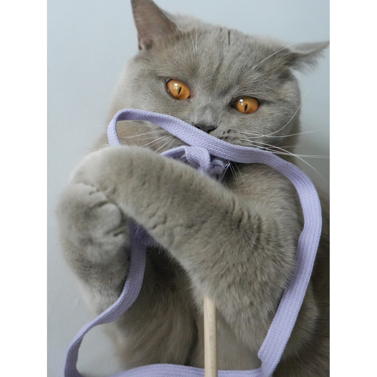 Kater Kasimir RANGELANGEL - Die natürliche Spielangel für Katzen, mit flieder-farbenem Baumwollband und Buchenholzstab