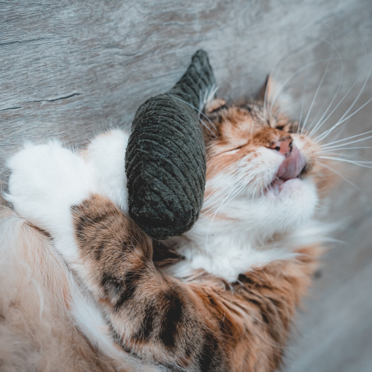The Catery Katzenminze Kissen Fisch