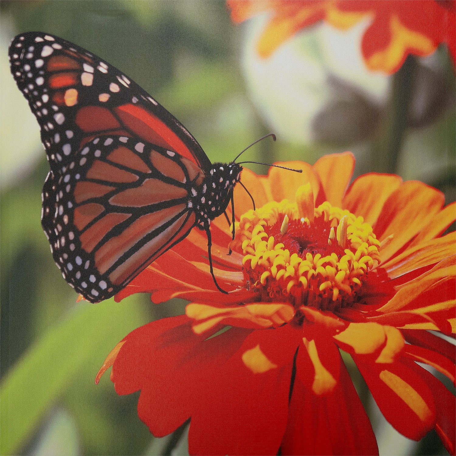 Intratuin tuinschilderij Canva vlinder 70 x 70 cm