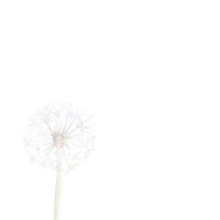 Michelle Dujardin | Condoleancekaart | Paardenbloem