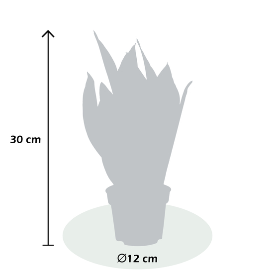 Sanseveria Moonshine - pot D12cm