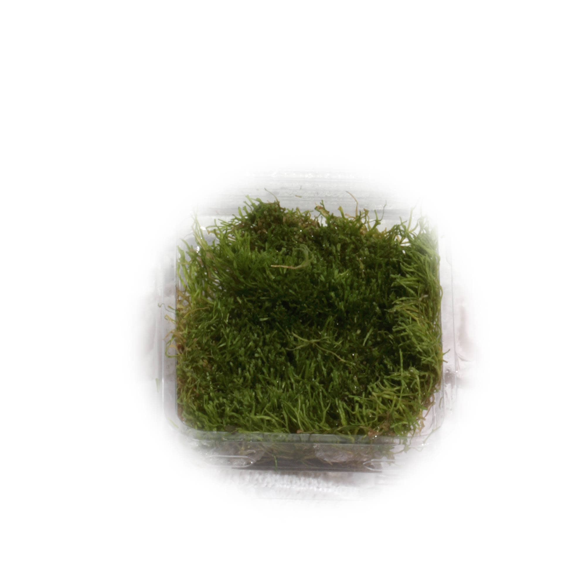 Planta Tropica Iberia Riccia Fluitans