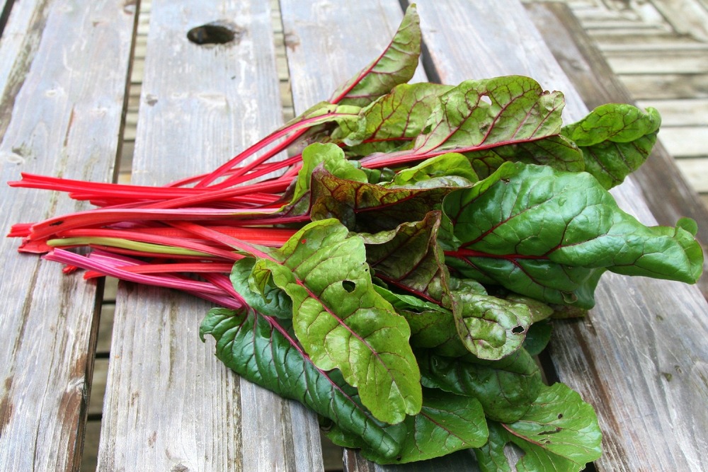 Bio - rhubarbe - 50 graines - avec substrat - beta vulgaris subsp. Vulgaris