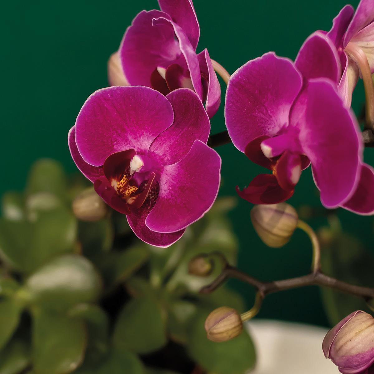 Plante d'intérieur - orchidée phalaenopsis pourpre et son cache-pot or - h40cm, ø9cm - plante d'intérieur fleurie 35cm
