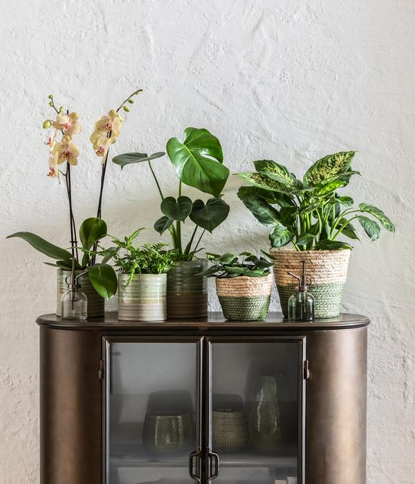 Dieffenbachie - Dieffenbachia seguine compacta