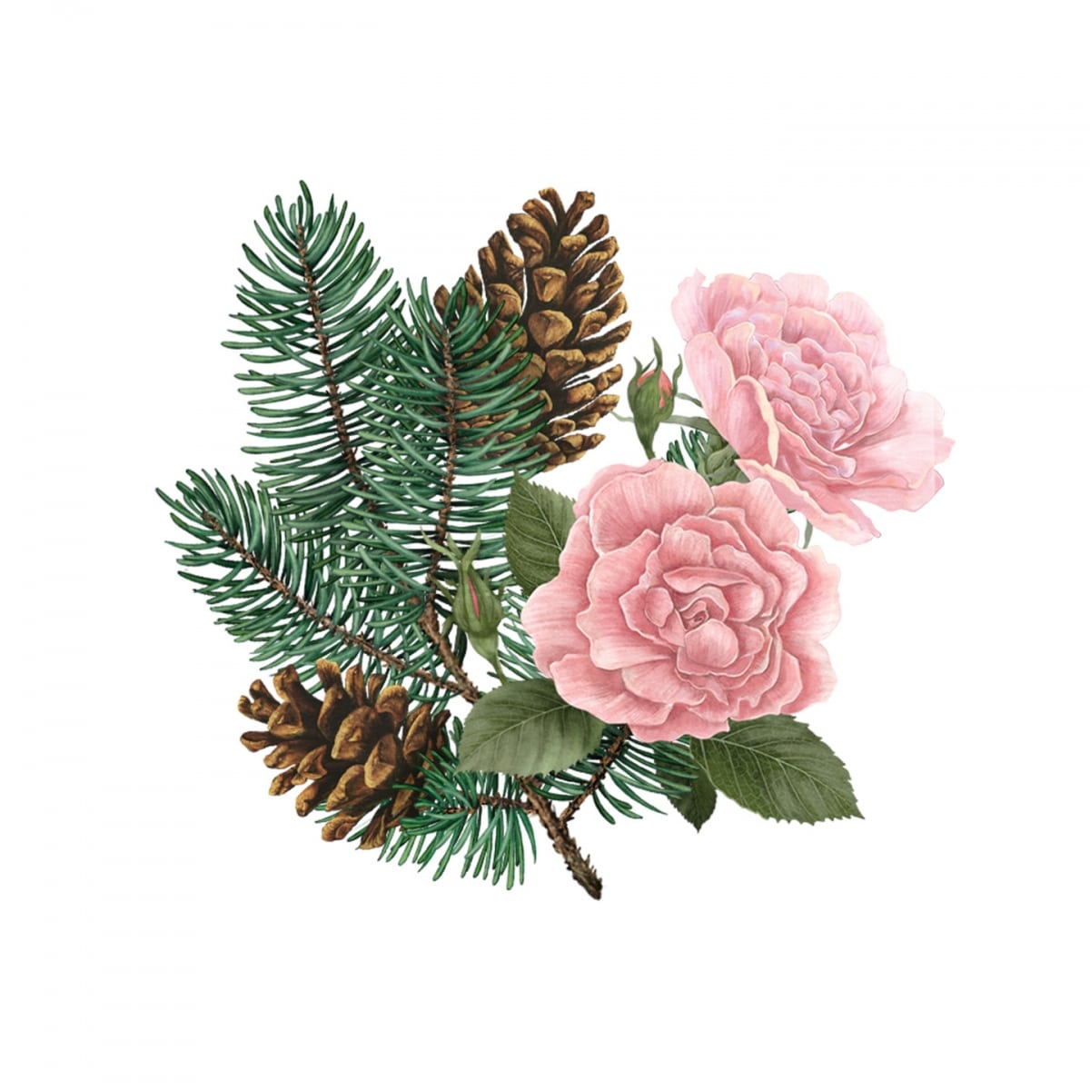 CARRIÈRE FRÈRES Pin de Sibérie &  Rose d'Hiver Palet Botanique