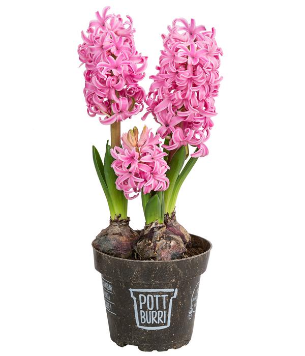 Hyazinthe im Pottburri®-Topf, verschiedene