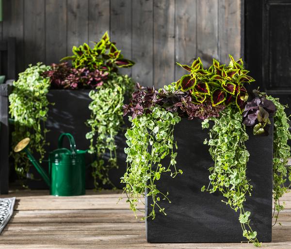 Punktblume 'Hippo', verschiedene Farben