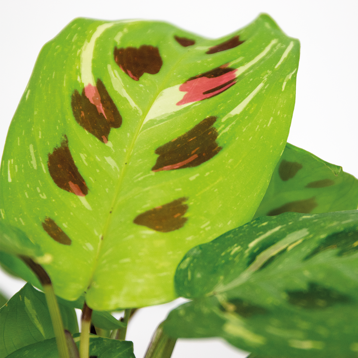 Maranta variegata – plante de prière – plante d'intérieur – purificateur d'air – ⌀12cm –↕10-15 cm