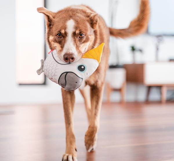 Red Dingo Hundespielzeug DURABLES Toys Kakadu