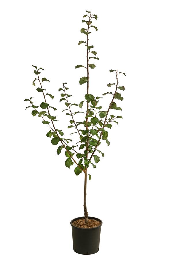 Zwetschge 'Haganta'