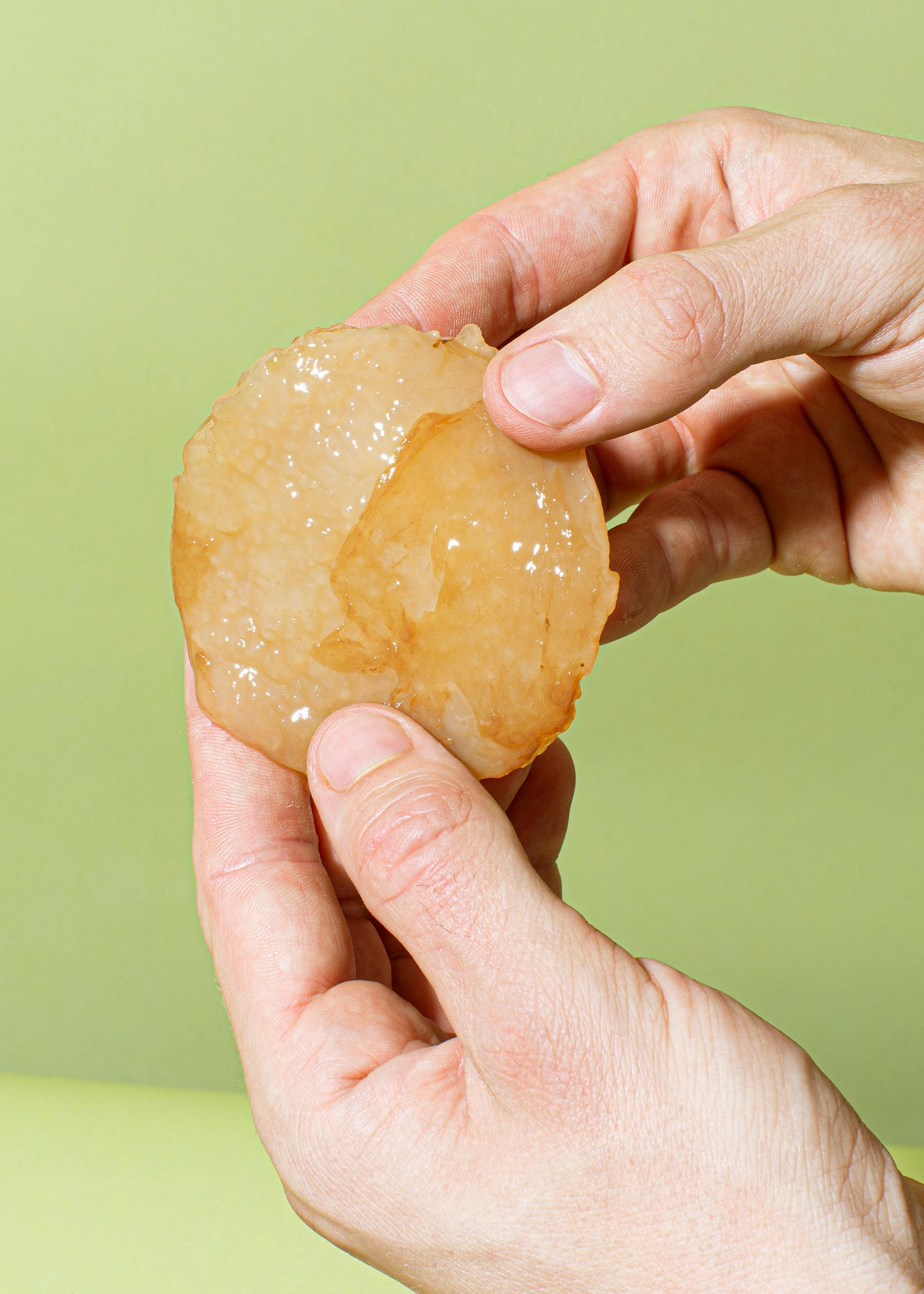 Bio Kombucha Scoby
