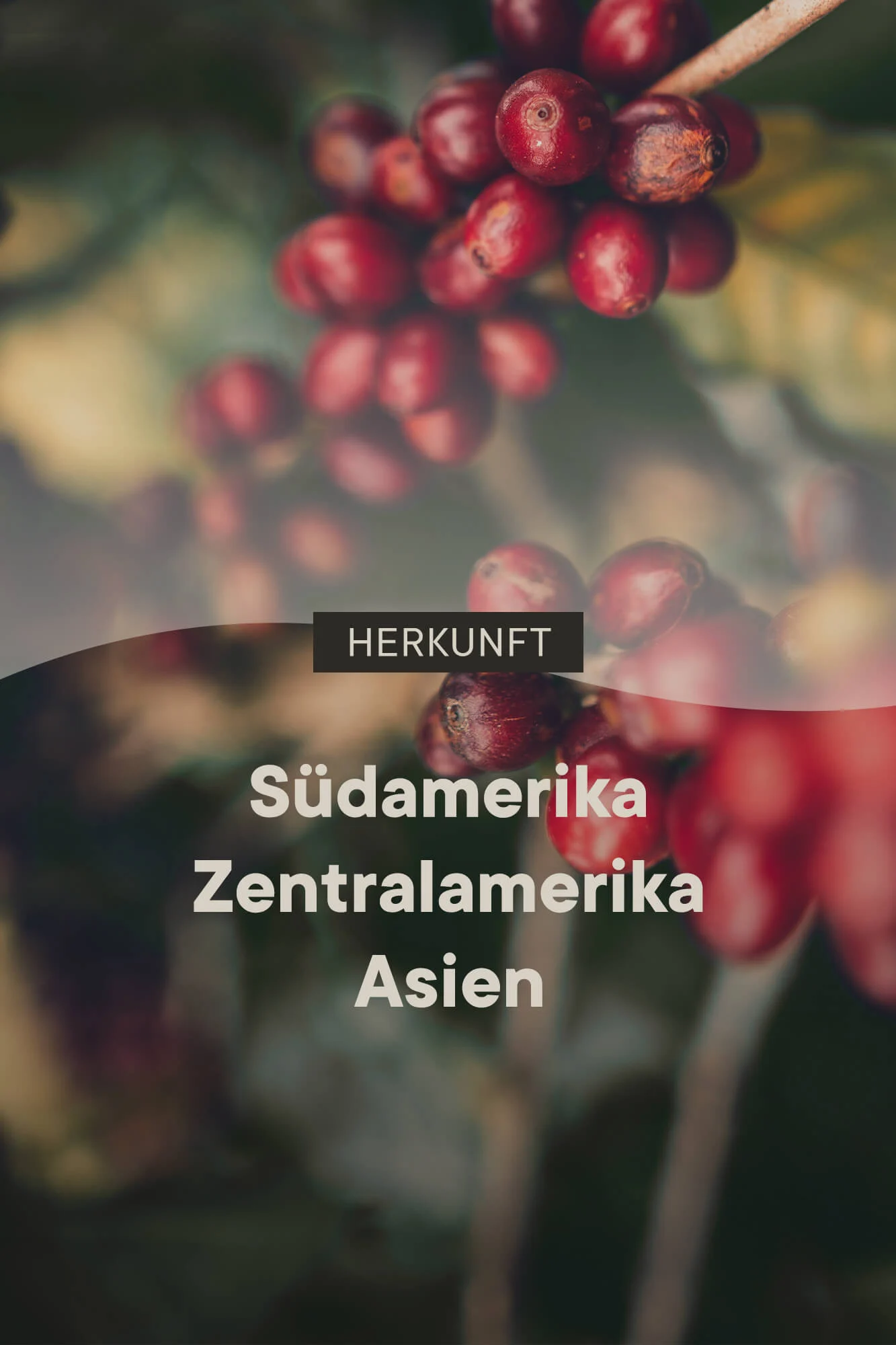 roastmarket Espresso Blend Vorteilspaket 6kg
