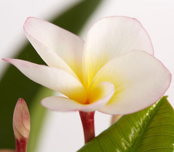 Frangipani - Plumeria cultivars, verschiedene