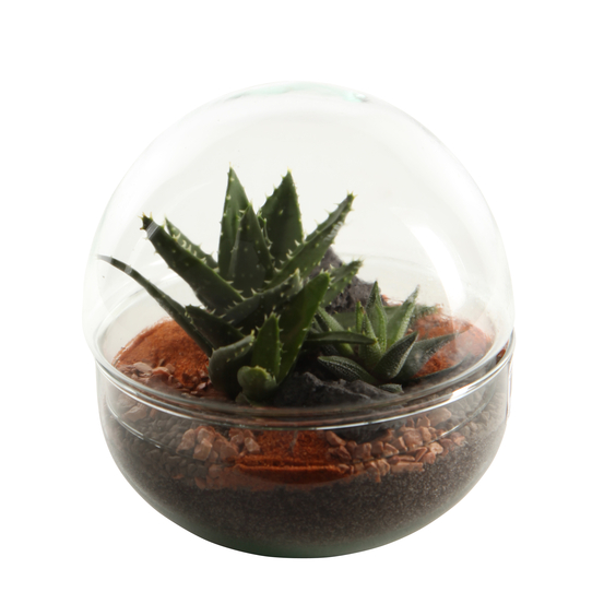 Terrarium Mini Monde _ plantes succulentes.