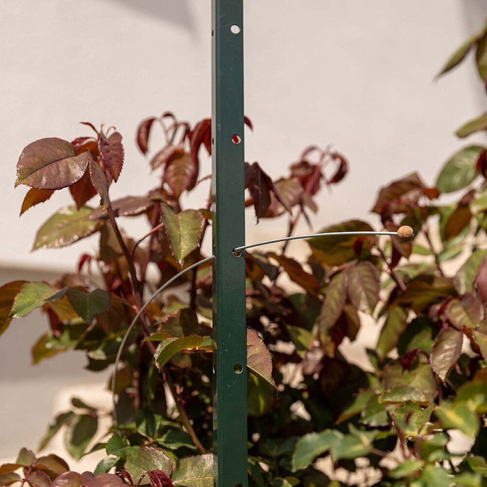 PLANTESTØTTE BELLISSA TIMO 150CM
