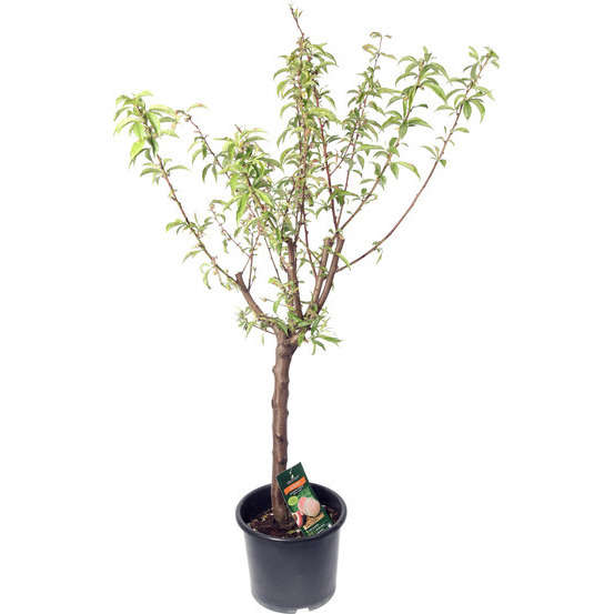 Pêcher Sanguine Vineuse : gobelet 3 ans d'âge ctr 12 litres