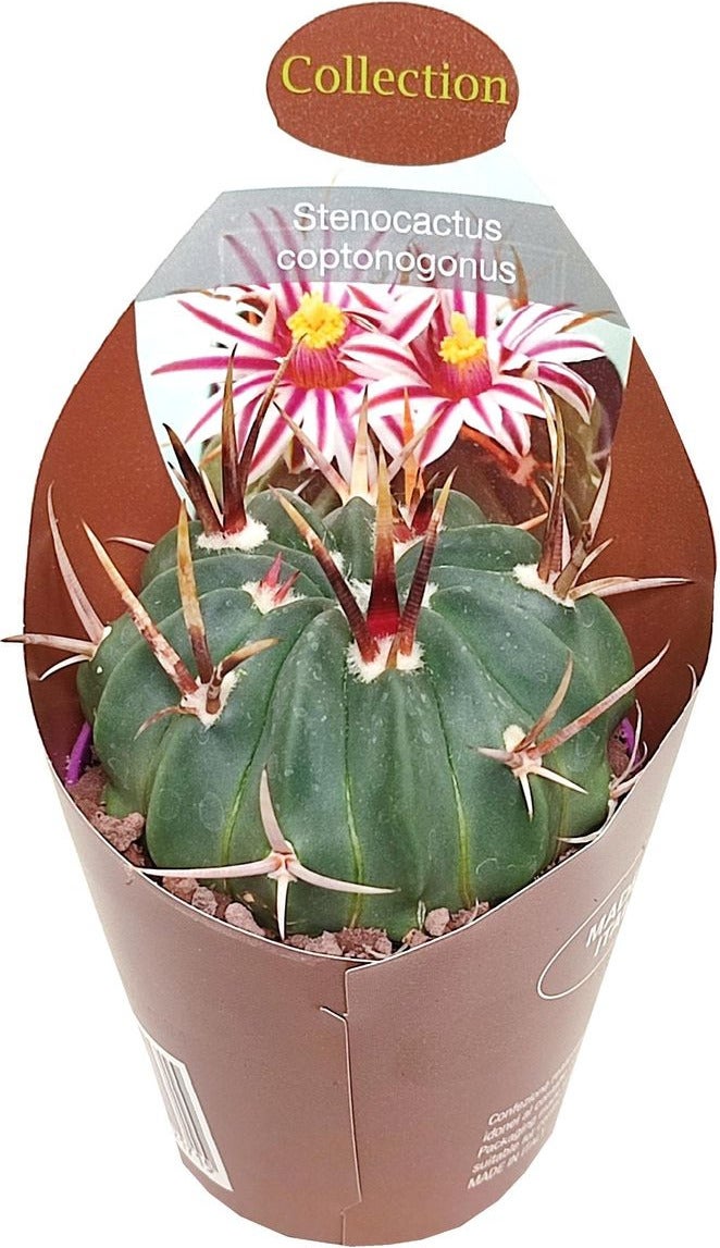 Stenocactus (Stenocactus coptonogonus) D 6,5 H 8 cm