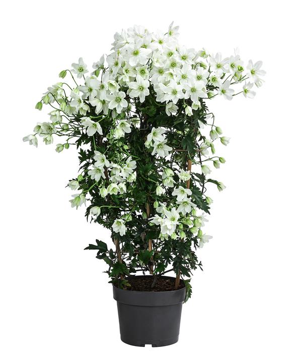 Waldrebe - Clematis 'Avalanche'