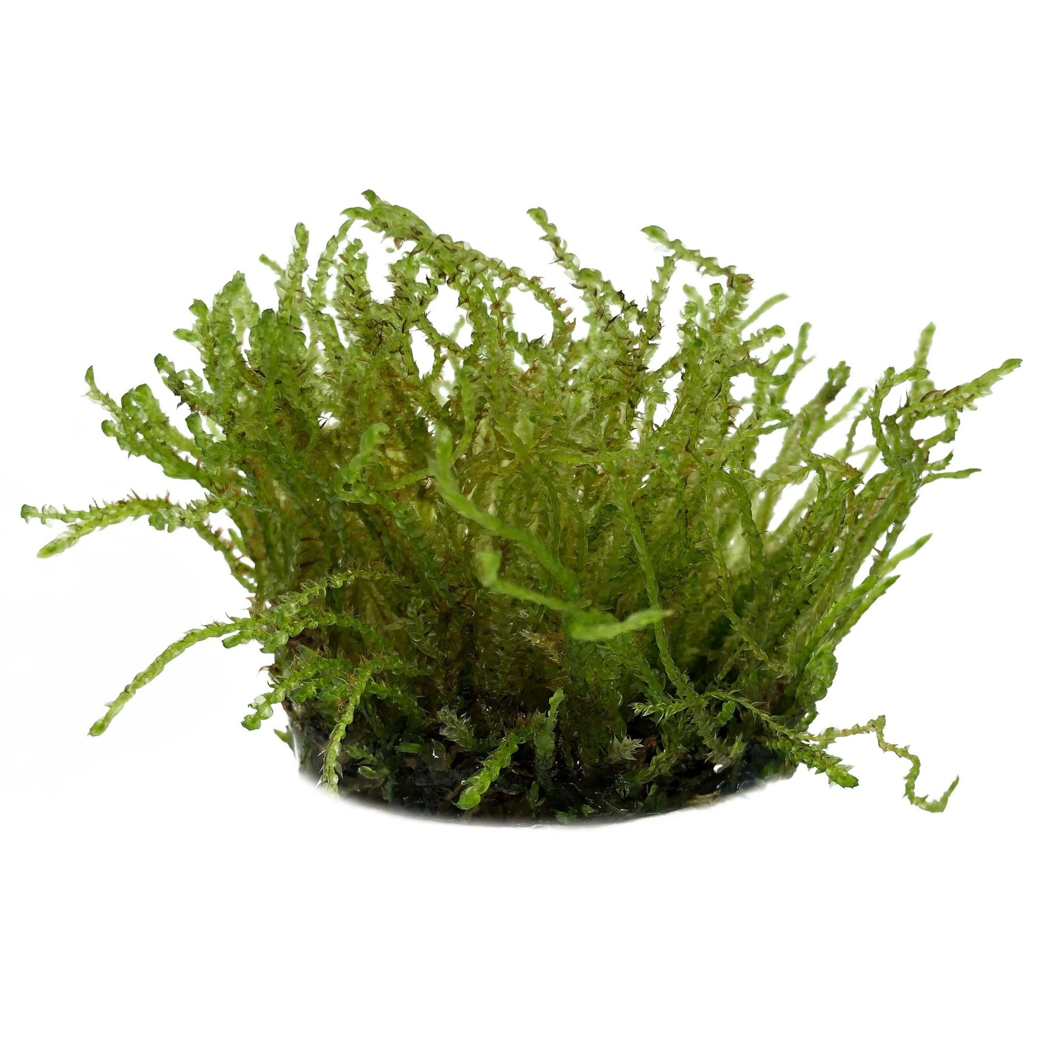AquastoreXL Plantenpakket Small 3 | Aquariumplanten