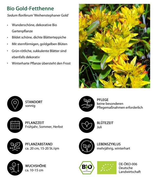 Bio Gold-Fetthenne 'Weihenstephaner Gold'