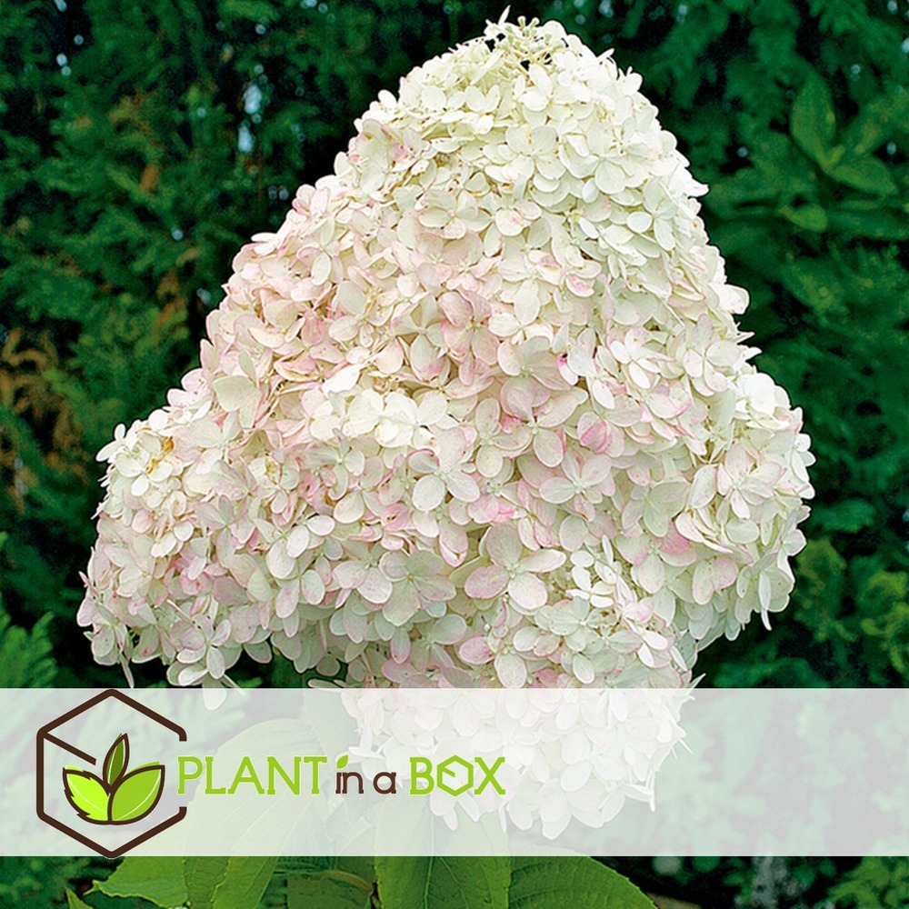 Hydrangea paniculata - mélange de 6 - jardin - pot 9cm - hauteur 25-35cm