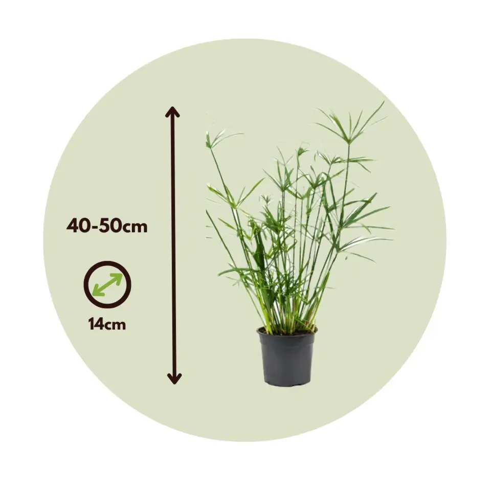 Parapluplant - Set van 2 - Cyperus alternifolius - Hoogte 40-50cm - ⌀14cm