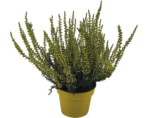 Heide (Calluna vulgaris) in gekleurde potten, Ø 10 cm
