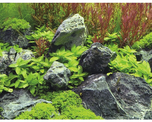 Kruipende Staurogyne - Staurogyne repens