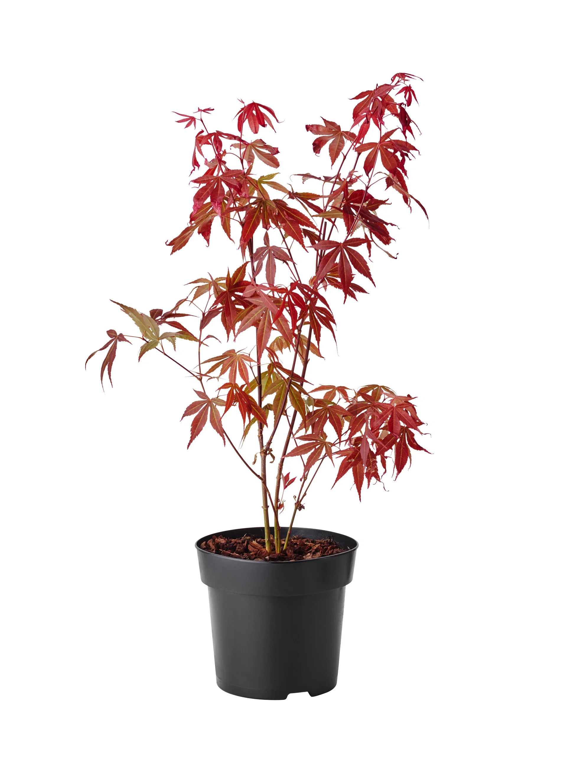 Acer palmatum, Mix Viftelønn miks Høyde 20 cm