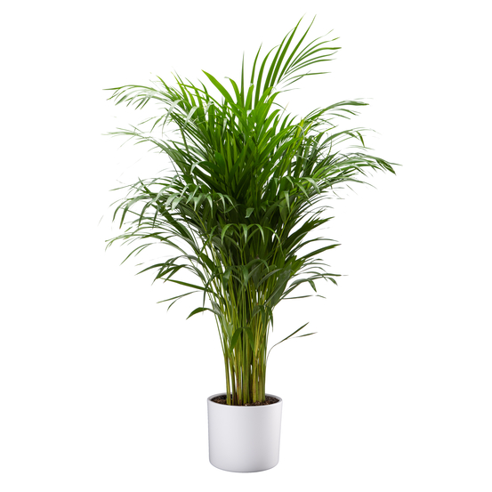 Palmier, Areca Dypsis - pot D.21 cm