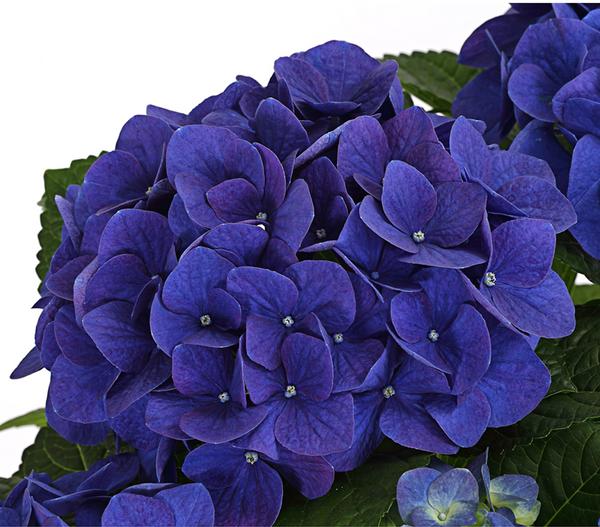 Hortensie - Hydrangea macrophylla