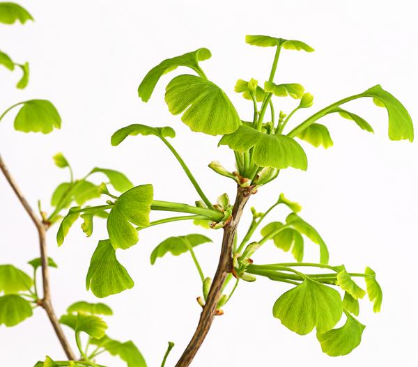 Ginkgobaum - Fächerblattbaum