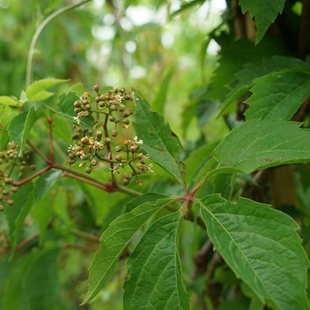 Vigne vierge quinquefolia - parthenocissus quinquefolia 3l