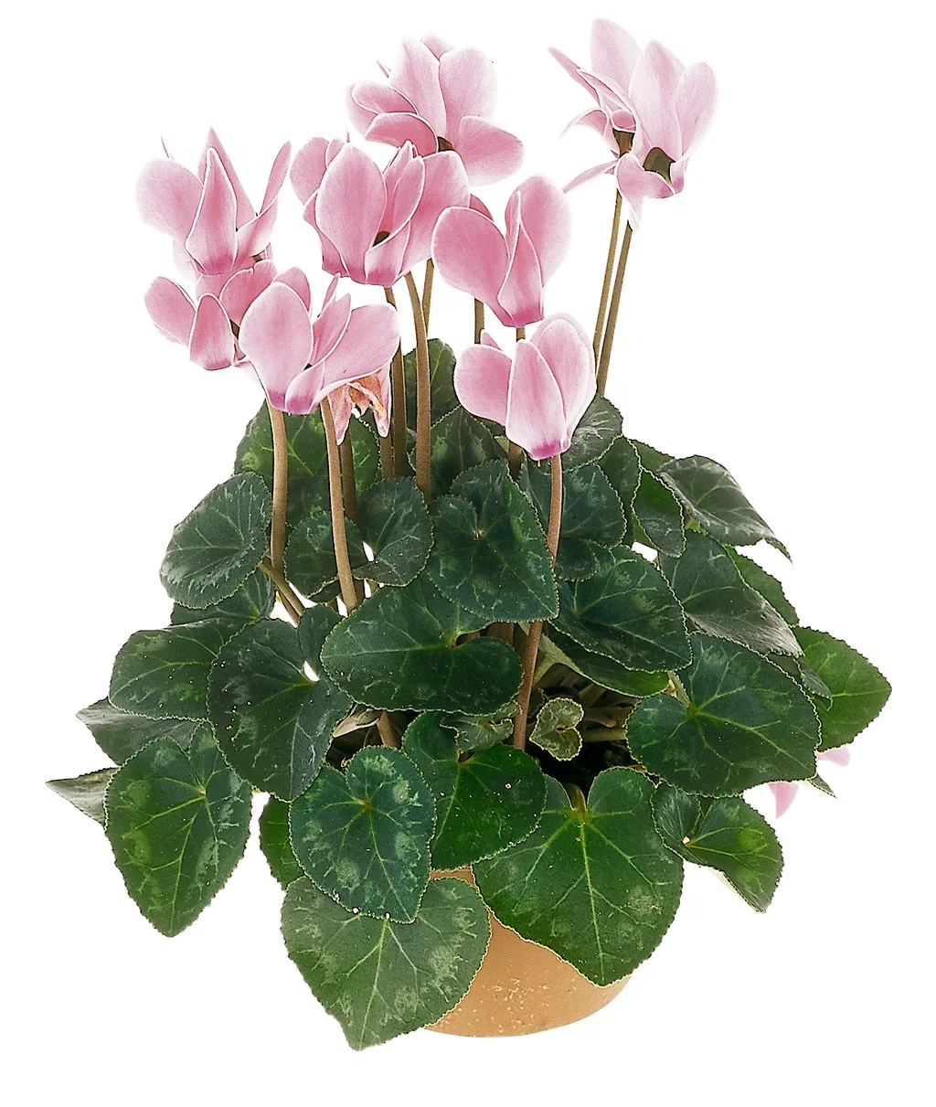 Cyclamen White 12 cm Alpefiol Ø12 cm