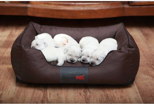Hobbydog Comfort Bed - Grå med rød kant, XL