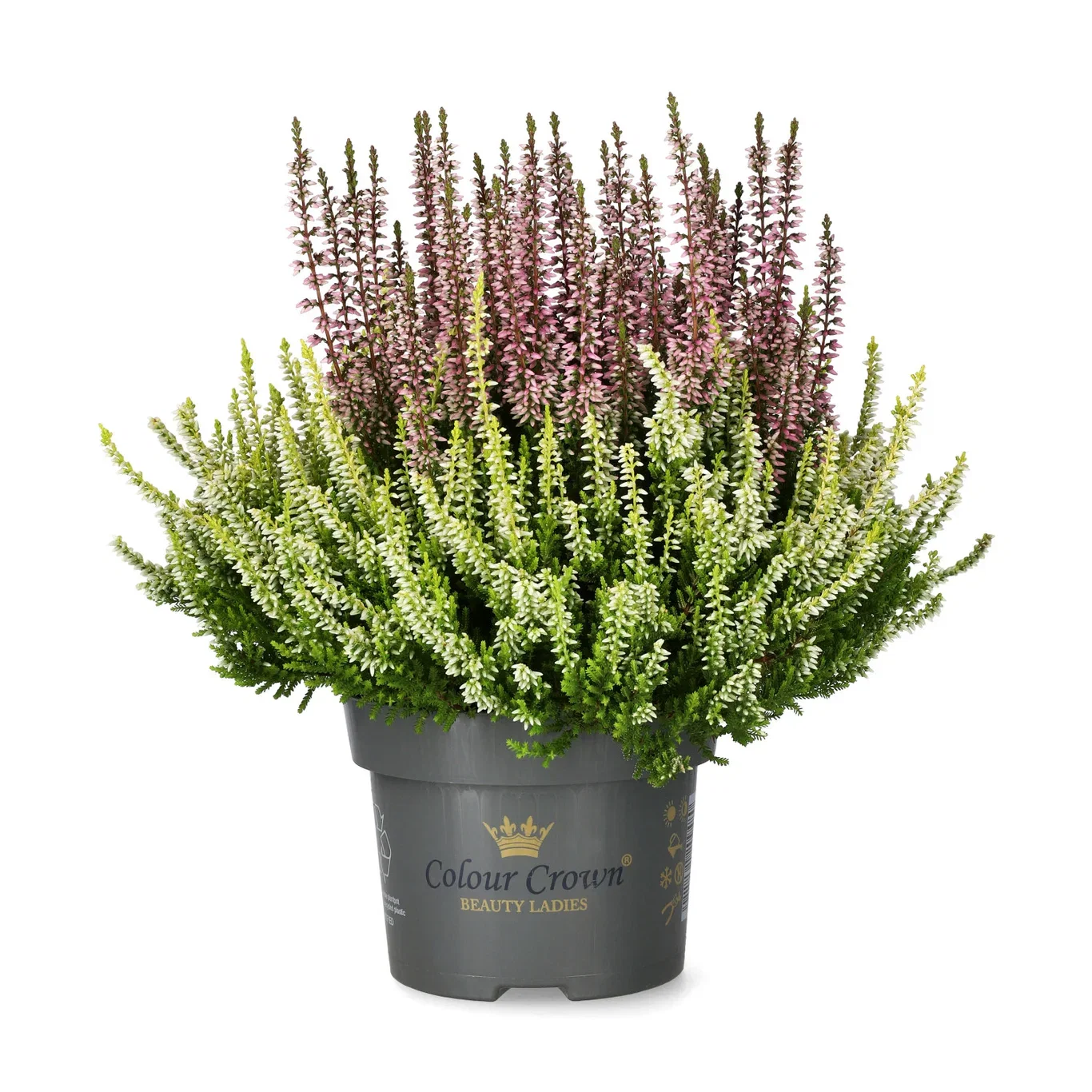 Calluna vulgaris (Beauty Ladies Series) 'Colour Crown' Røsslyng BEAUTY LADIES 'Color Crown' i skål Ø12 cm