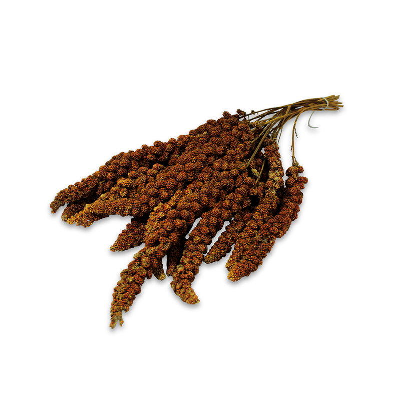 Fazenda Red Millet JR