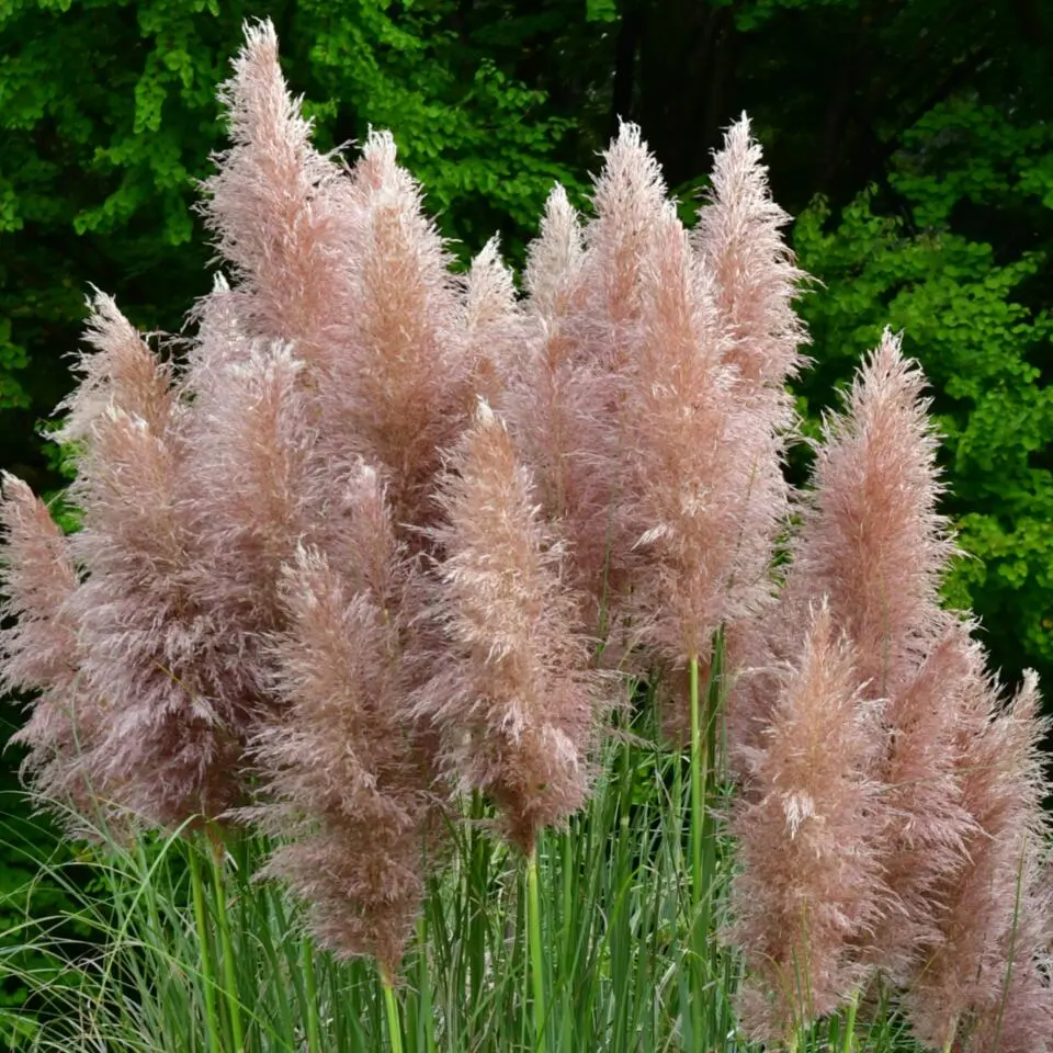 Pampasgras - Set van 6 - Cortaderia selloana - Hoogte 25-40cm - ⌀9cm