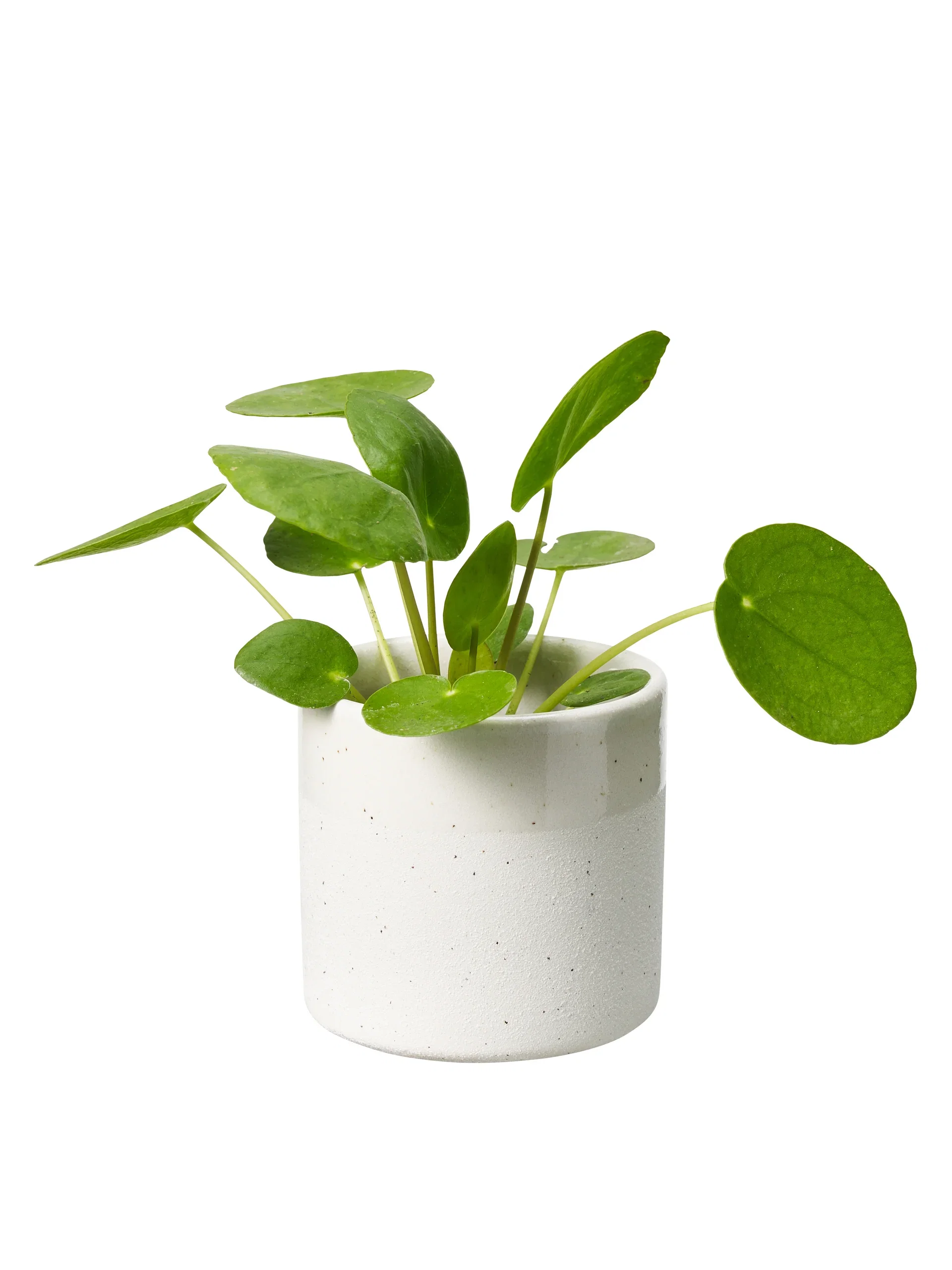 Pilea peperomioides Elefantøre mini Høyde 8 cm