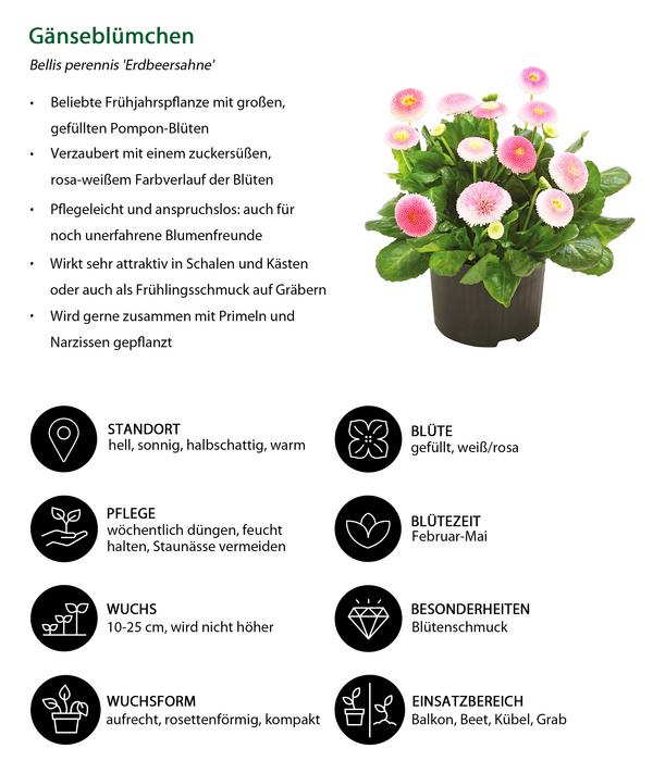 Beet- & Balkonpflanzen-Set Bonbon, 6-teilig