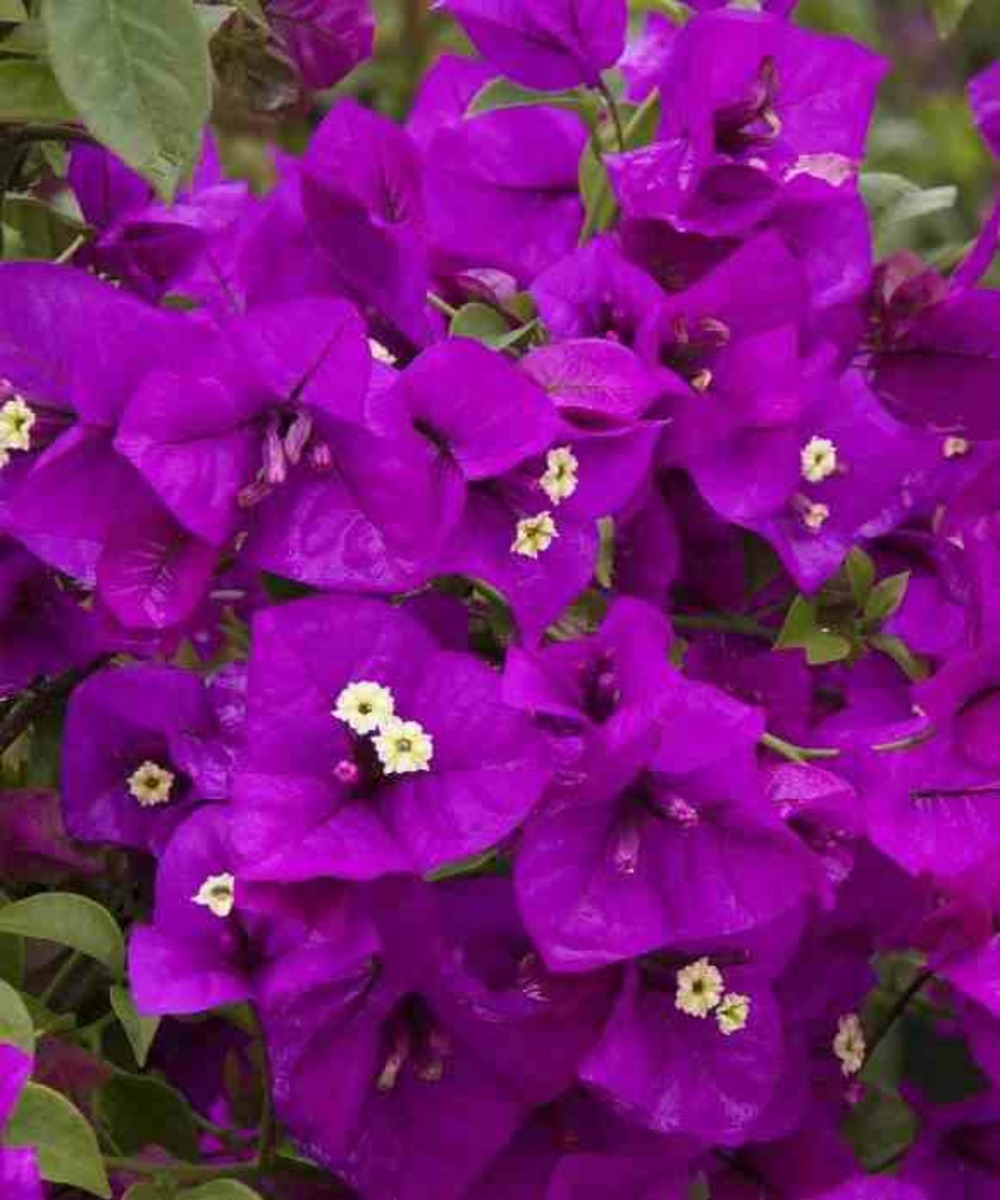 Bougainvillea vera (bougainvillier très florifère) taille pot de 65l - boule - 60/80cm