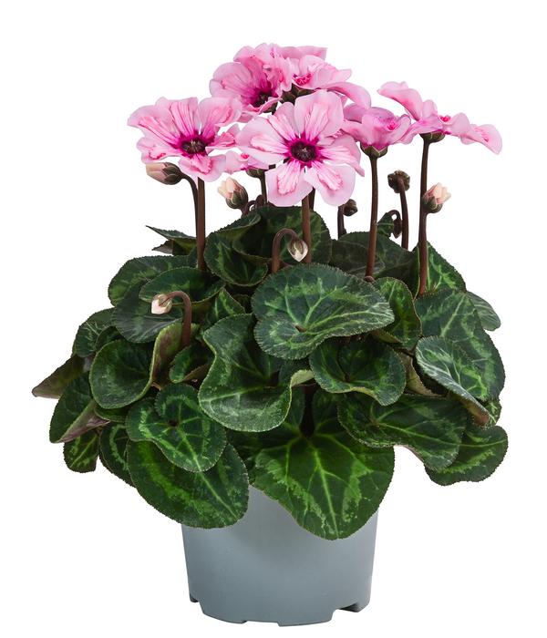 Alpenveilchen - Cyclame 'Illusia'
